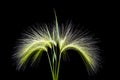 Foxtail barley on black background Royalty Free Stock Photo