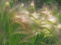 Foxtail barley Royalty Free Stock Photo