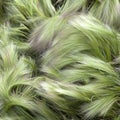 Foxtail Barley (Hordeum Jubatum) Royalty Free Stock Photo