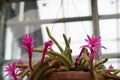 Foxtail cactus in blossom. In Latin it is called Cleistocactus vulpis-cauda.