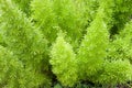 Foxtail Fern Royalty Free Stock Photo