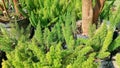 The foxtail fern (Asparagus aethiopicus) growing and embellishing the garden Royalty Free Stock Photo