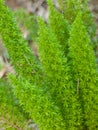 Foxtail fern Royalty Free Stock Photo