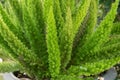 Foxtail Fern Royalty Free Stock Photo