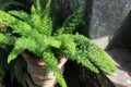 Foxtail fern in a pot Royalty Free Stock Photo