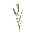 Foxtail, field plant. Botanical vintage drawing of bristle spear grass. Wild spikelet with seeds, spikes and spikelets