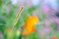 Foxtail and flower Royalty Free Stock Photo