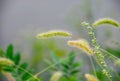 Foxtail in the Wind Royalty Free Stock Photo