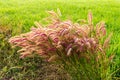 Foxtail, geniculata