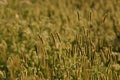 Foxtail grass Royalty Free Stock Photo