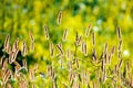 Foxtail Grass