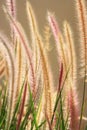 Foxtail Grass Royalty Free Stock Photo