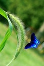 Foxtail grass and Butterfly Royalty Free Stock Photo