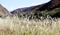 Foxtail Grass Field