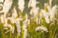 Foxtail grass flower. Royalty Free Stock Photo