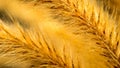 Foxtail Grass Flower Macro Royalty Free Stock Photo