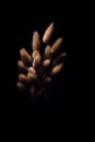 Foxtail Grass Flowers In The Dark
