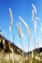 Foxtail grass macro
