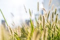 Foxtail and grass in spring