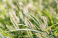 Foxtail and grass in spring