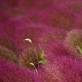 Foxtail in Kochia Royalty Free Stock Photo