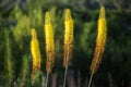 Foxtail lilies. Desert Candles, (Eremurus)