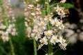 Foxtail Lily (Eremurus) flowers