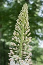 Foxtail lily Eremurus himalaicus budding white flowers