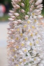 Foxtail lily Eremurus himalaicus close-up of white flowers