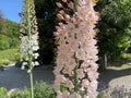 The foxtail lily Eremurus robustus, Giant desert candle, Riesen-Steppenkerze, Lilienschweif oder Turkestan-Steppenkerze