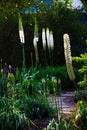 Foxtail lily in garden with sunlight