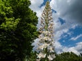 The foxtail lily or giant desert candle (Eremurus robustus) in full bloom