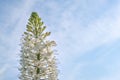 Foxtail lily white flower closeup with copy space for text. Flower is referred as eremurus or desert candle