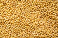 Foxtail millet Royalty Free Stock Photo