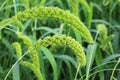 Foxtail Millet