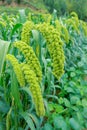 Foxtail millet earhead Royalty Free Stock Photo