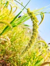 Foxtail millet Field Royalty Free Stock Photo
