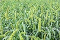 Foxtail Millet Field