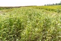 Foxtail millet, plant for forage and pasture. Bird food. View of foxtail millet (Scientific name as Italian millet)
