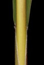 Foxtail Millet (Setaria italica). Culm and Leaf Sheath Closeup