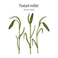 Foxtail millet Setaria italica , edible and forage plant