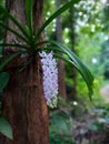 Foxtail orchid closeup - Sri Lanka Flowers Nature Beauty