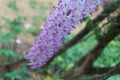 Foxtail orchid flower in blur background