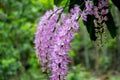 Foxtail orchid with full bloom