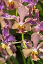 Foxtail Orchid Royalty Free Stock Photo