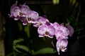 Closeup of Foxtail Orchid in garden setting.