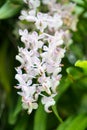 Foxtail orchid or Rhynchostylis retusa flower in white color and