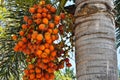 Foxtail palm Royalty Free Stock Photo