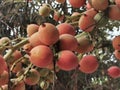 Foxtail palm fruit buch with mature seeds