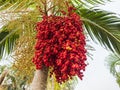 Foxtail palm fruit,Red betel nut on palm tree Royalty Free Stock Photo